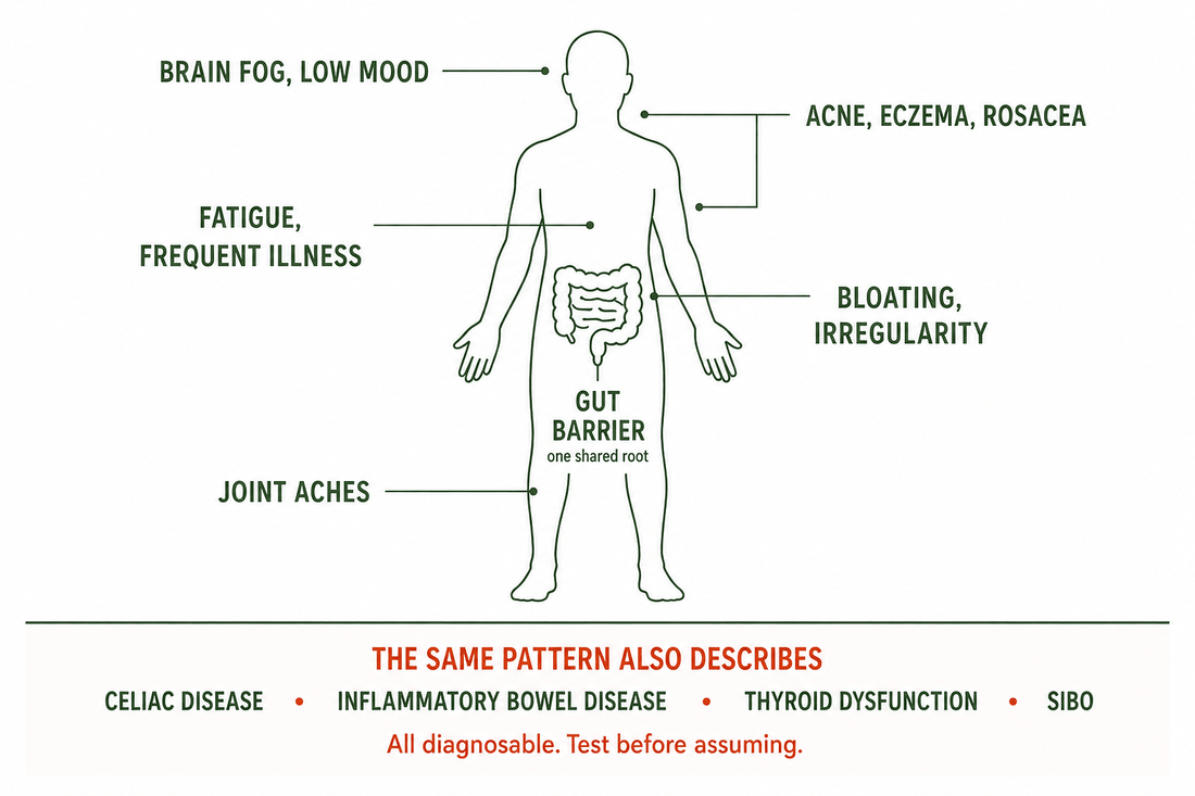 Leaky gut symptoms clusters across gut, skin, brain, joints and immunity, and the conditions that mimic it