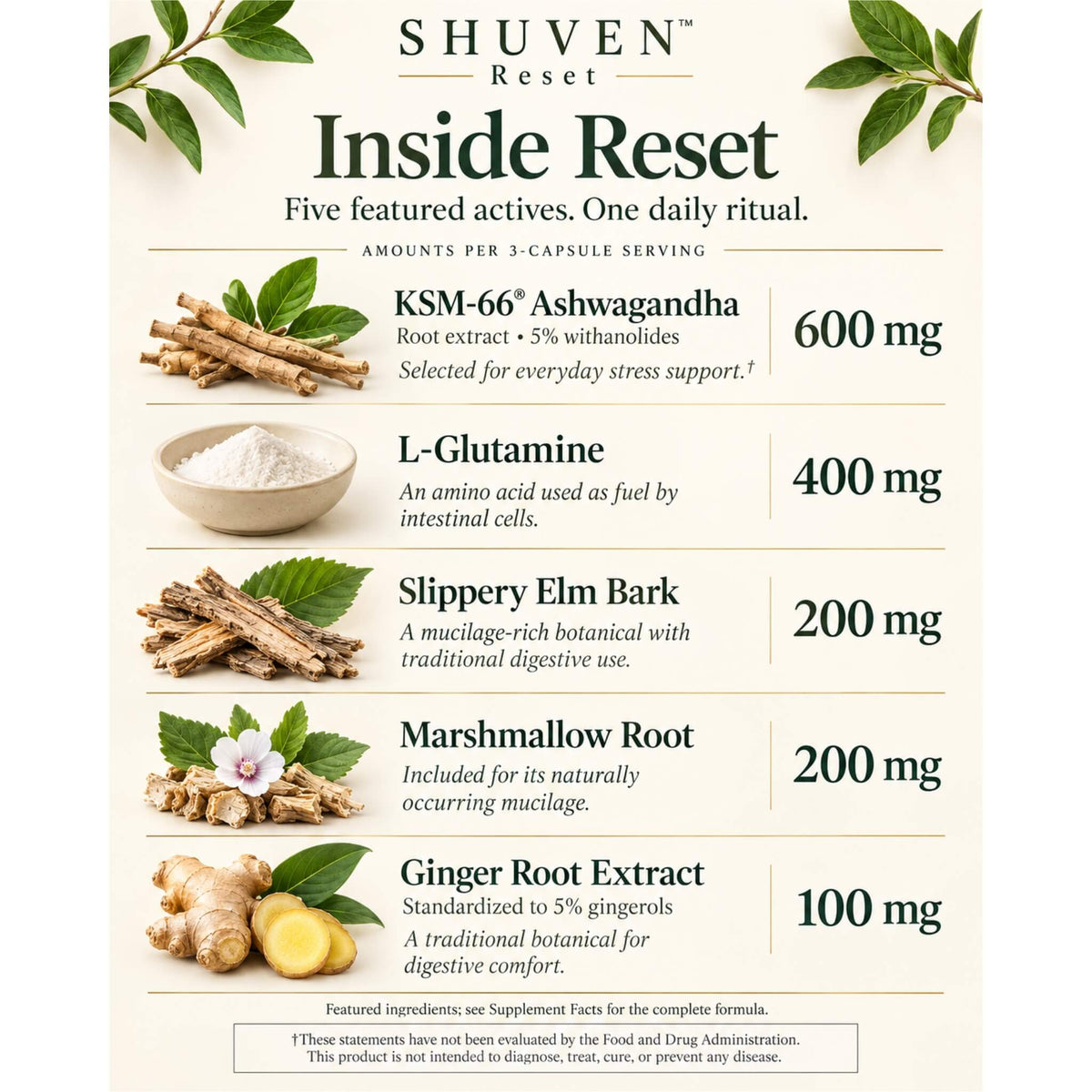 Shuven Reset ingredients graphic: KSM-66 ashwagandha, L-glutamine, slippery elm, marshmallow root, ginger